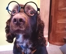 Harry Potter dog