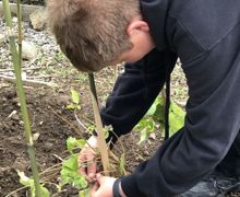 Allotment lessons (9)