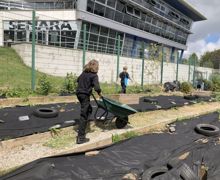 Allotment lessons (16)