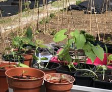 Allotment lessons (22)