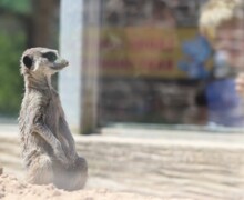 Activities Week 22 Camel Creek (2)