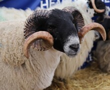 RCS 2025 (30) (Large)